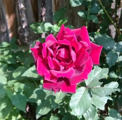 بيت للعطل Knoedl-alm Waldhaeusl